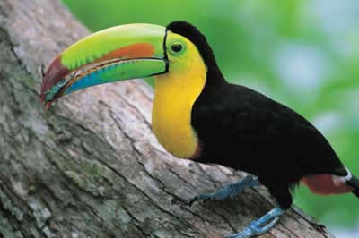 toucan beak color